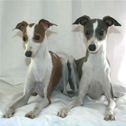 Italian Greyhound Pair